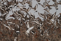 David Plant Photography - Wildlife Photography - Black-tailed godwit - N